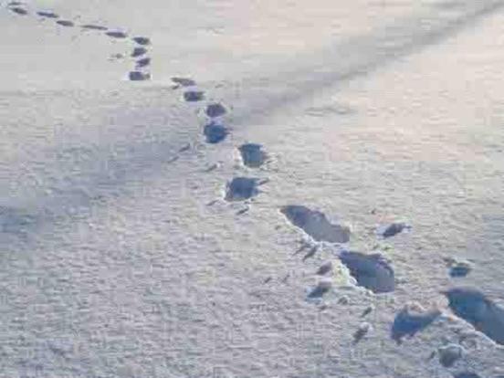 FOOTPRINTS+IN+SNOW+for+web1